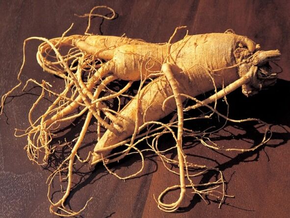 Ugat ng ginseng