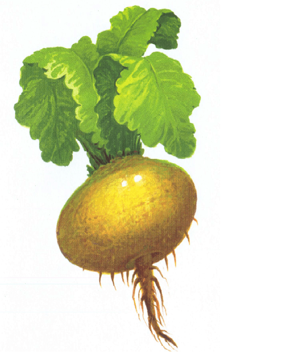 turnip upang madagdagan ang potency