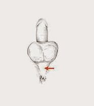 Ang mga kalamnan ng potency at ang kanilang pag -igting upang madagdagan ang potency